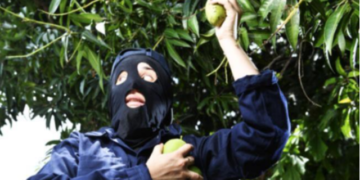 Mango Harvest – Hackers Steal $100 Million From DeFi Platform Mango Markets